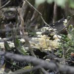 Fungus Among Us - Gum Slough