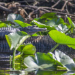 Gator Sunning on Bear Creek