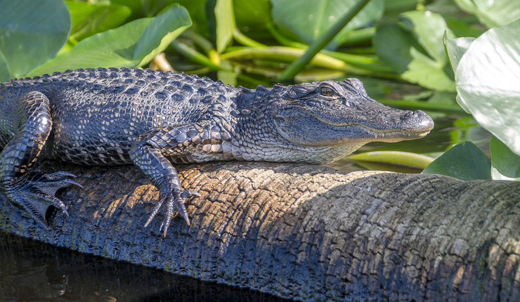 Gator on Bear Creek