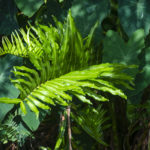 Giant Leather Fern - Tomoka River