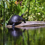 Gum Slough Cooter