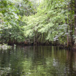 Gum Slough - Cypress, Ash and Maple