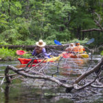 Gum Slough Downfall