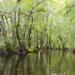 Gum Slough Tree Markers