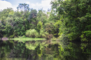 Gum Slough enters the Withlacoochee River