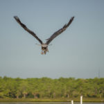 Heron leads the way