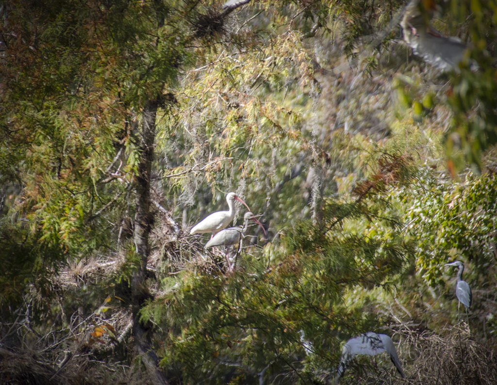 Ibis Roosting - Bear Creek