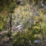 Ibis Roosting - Bear Creek