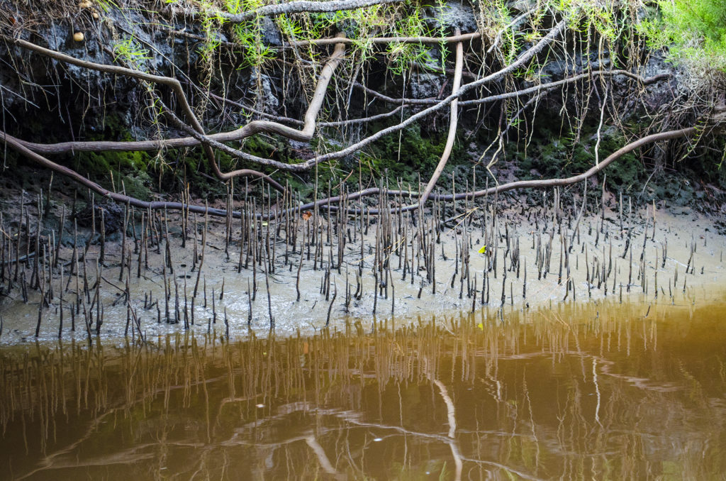 Mangrove Pellicer Flats