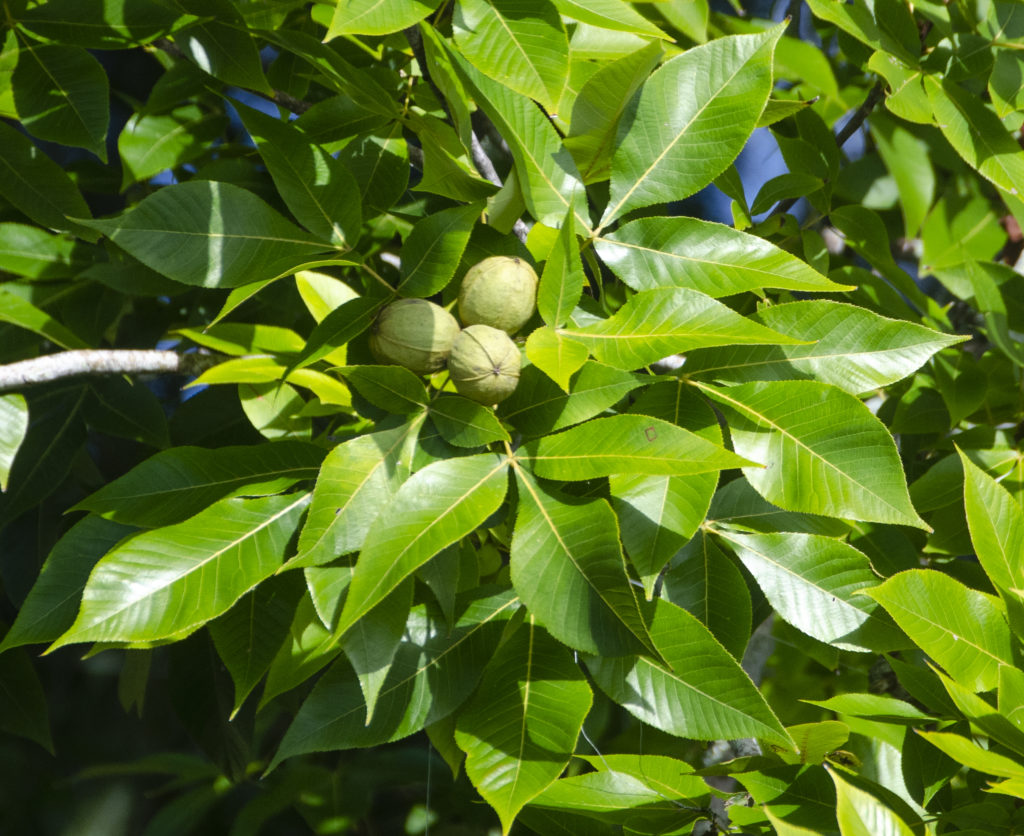 Pignut Hickory - Tomoka River