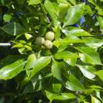 Pignut Hickory - Tomoka River