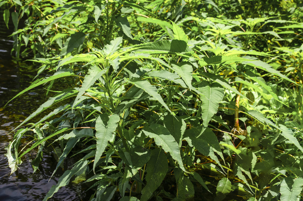 Pigweed, Southern Amaranth - Amaranthus australis,