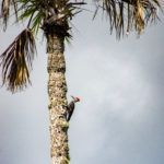 Pileated Woodpecker