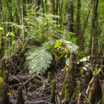 Royal Fern - Osmunda regalis