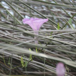 Salt Marsh Morning Glory - Ipomoea sagittata,