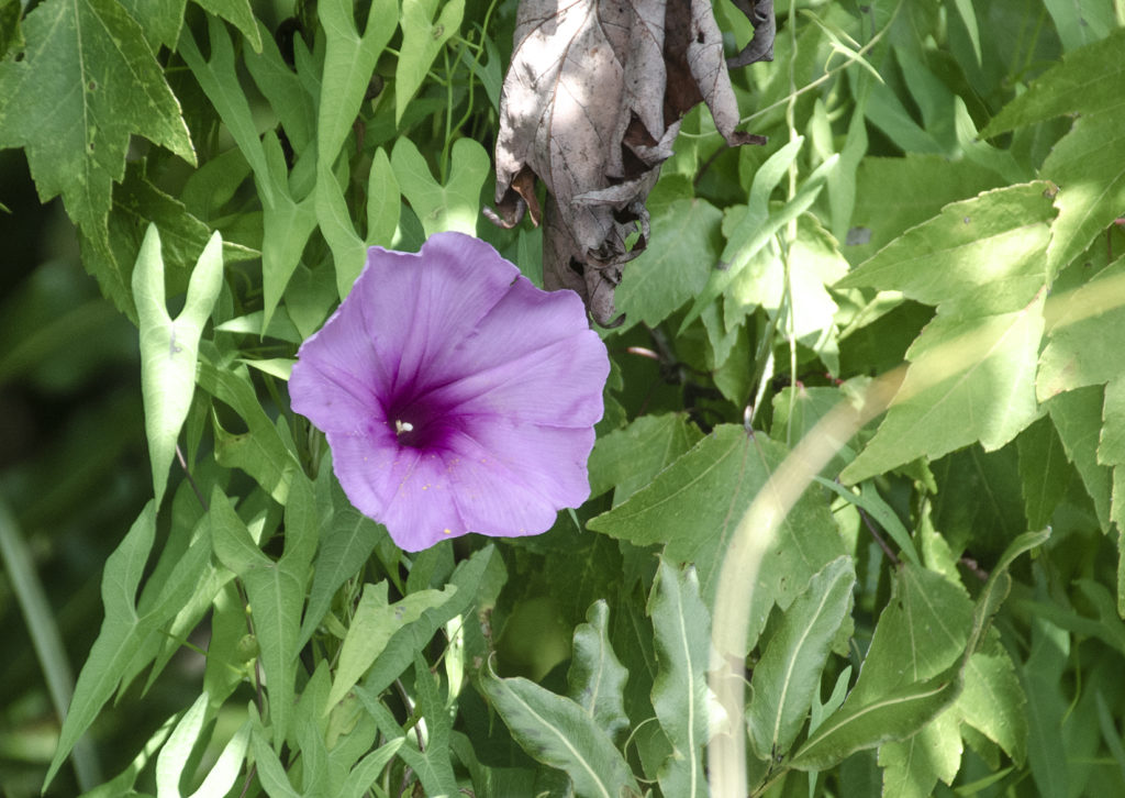 Salt Marsh Morning Glory - Ipomoea sagittata Tomoka River
