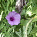 Salt Marsh Morning Glory - Ipomoea sagittata Tomoka River