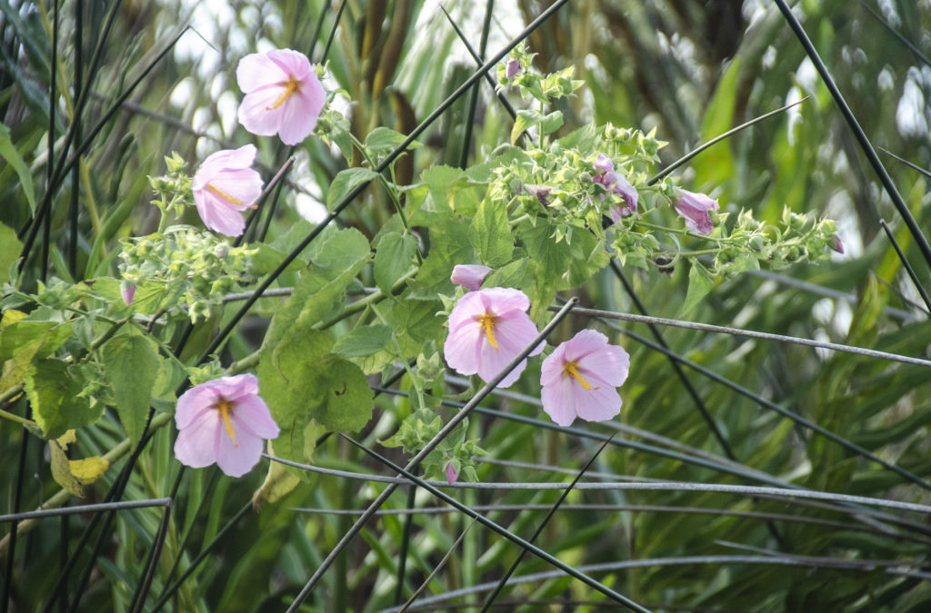 Saltmarsh Mallow - Kosteletzkya pentacarpos, Tomoka River