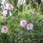 Saltmarsh Mallow - Kosteletzkya pentacarpos, Tomoka River