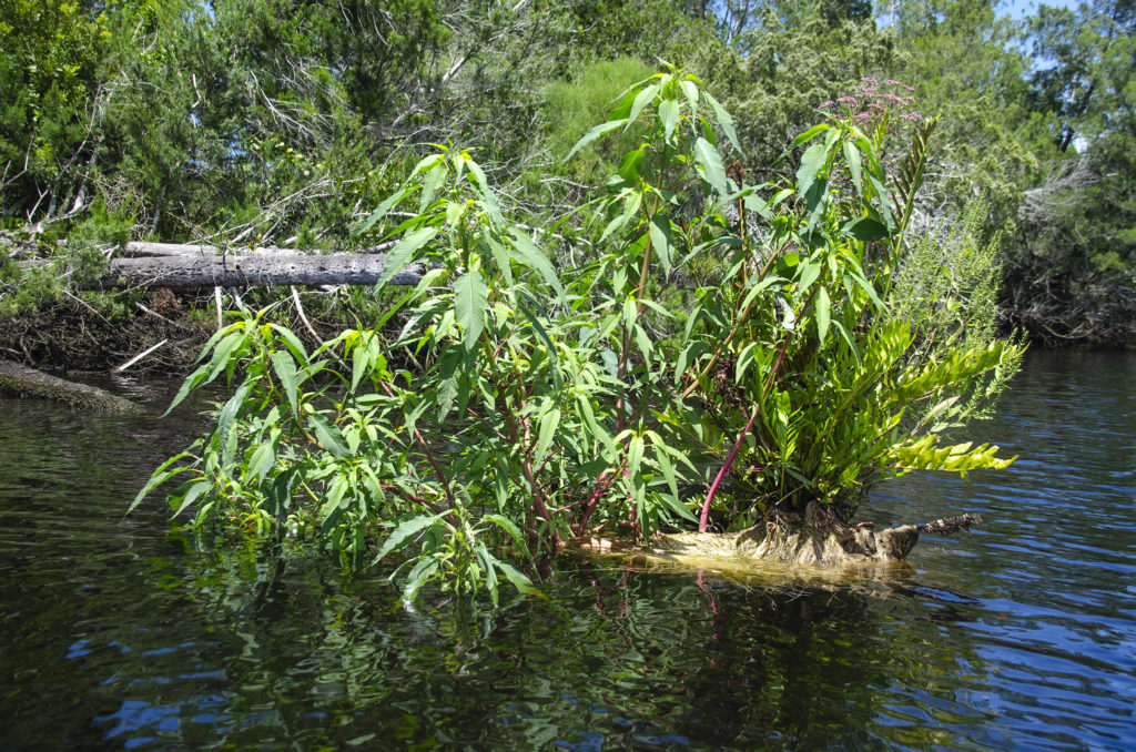Southern Amaranth - Tomoka River
