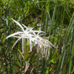 Swamp Lily - Tomoka River