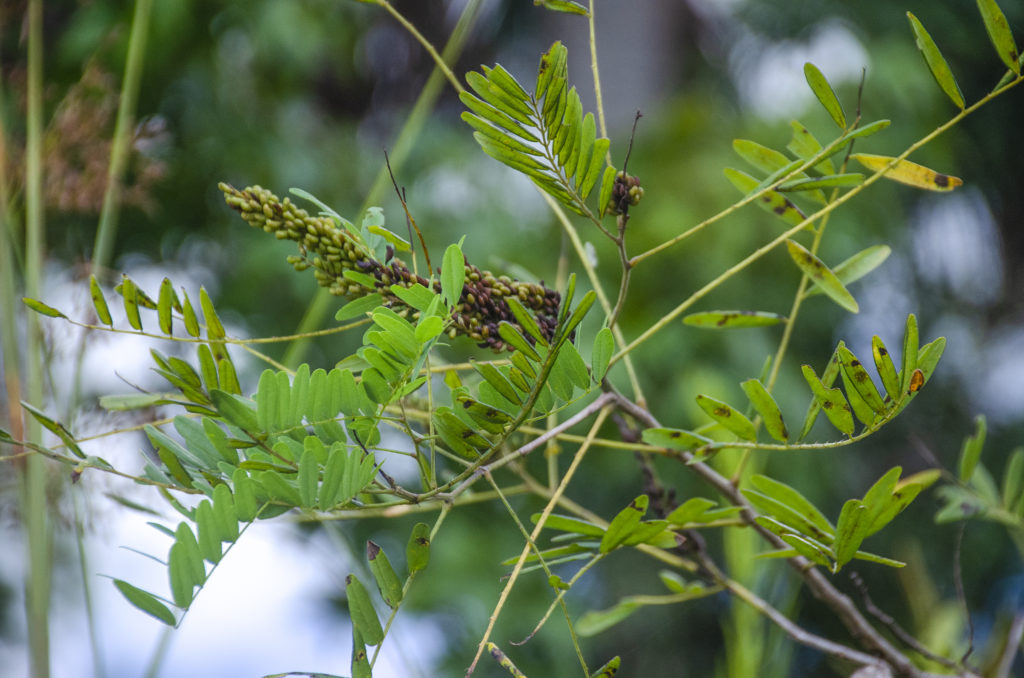 Swamp Locust (?) - Tomoka River