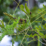 Swamp Locust (?) - Tomoka River