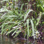 Sword Fern - Gum Slough