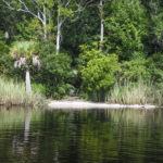 The Launch Beach - River Bend Nature Park