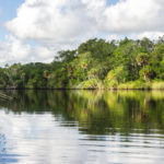 The Tomoka River Palm Shoreline