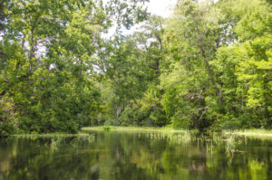 The Upper Gum Slough