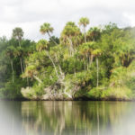 Tomoka River Palms