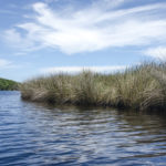 Tomoka River Marsh Grass