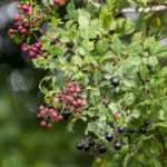 Unidentified Fruiting Plant - Tomoka River