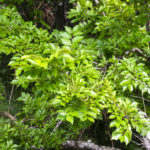 Unidentified Tree (?) - Tomoka River