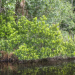 Wax Myrtle - Tomoka River