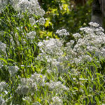 White Swamp Milkweed - Asclepias perennis