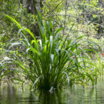 Wild Rice - Zizania aquatica