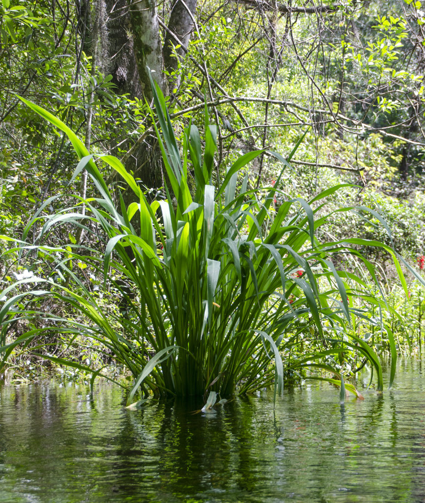 Wild Rice - Zizania aquatica