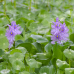 Withlacoochee Water Hyacinth