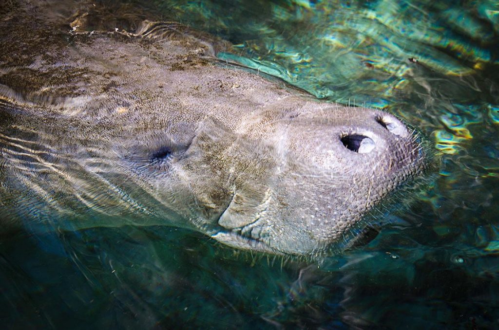 Admiring Manatee - Crystal River