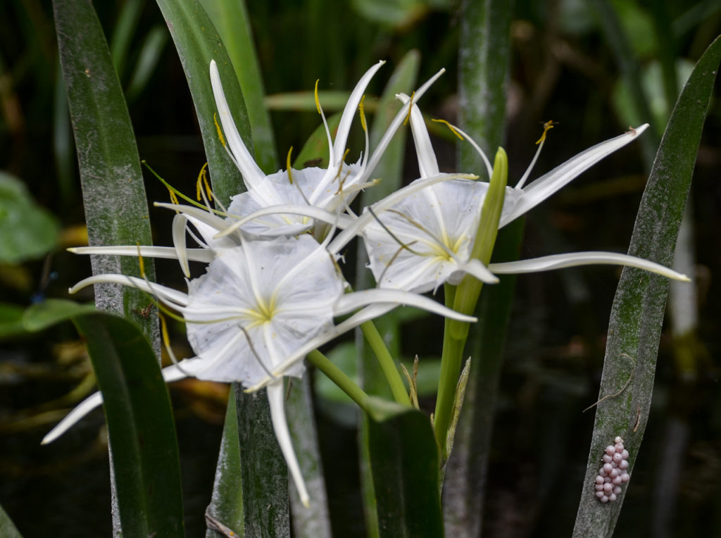 Alligator Liliy - Silver River