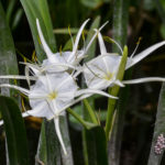 Alligator Liliy - Silver River