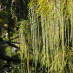 Bald Cypress Pollen Cones:Catkins - Bear Creek