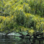 Bald Cypress with Catkins - Ocklawaha River