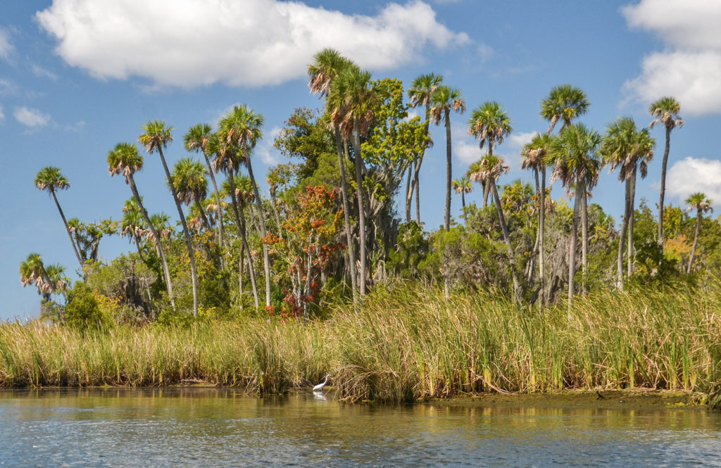 Banana Island Palms - Kings Bay