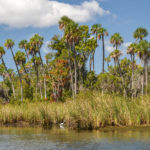 Banana Island Palms - Kings Bay