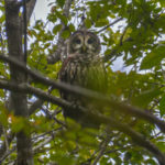 Barred Owl - Ocklawaha River