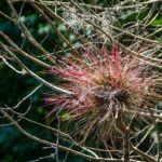 Bartrams Air Plant - Ocklawaha River