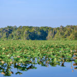 Bear Creek from the St Johns River